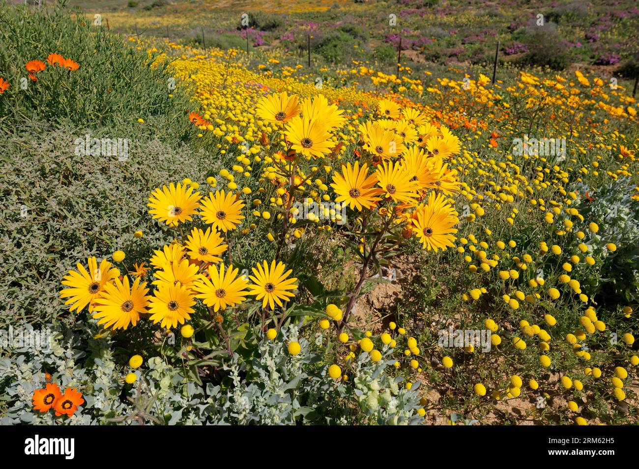Fleurs sauvages fleuries printanières colorées, Namaqualand, Northern Cape, Afrique du Sud Banque D'Images
