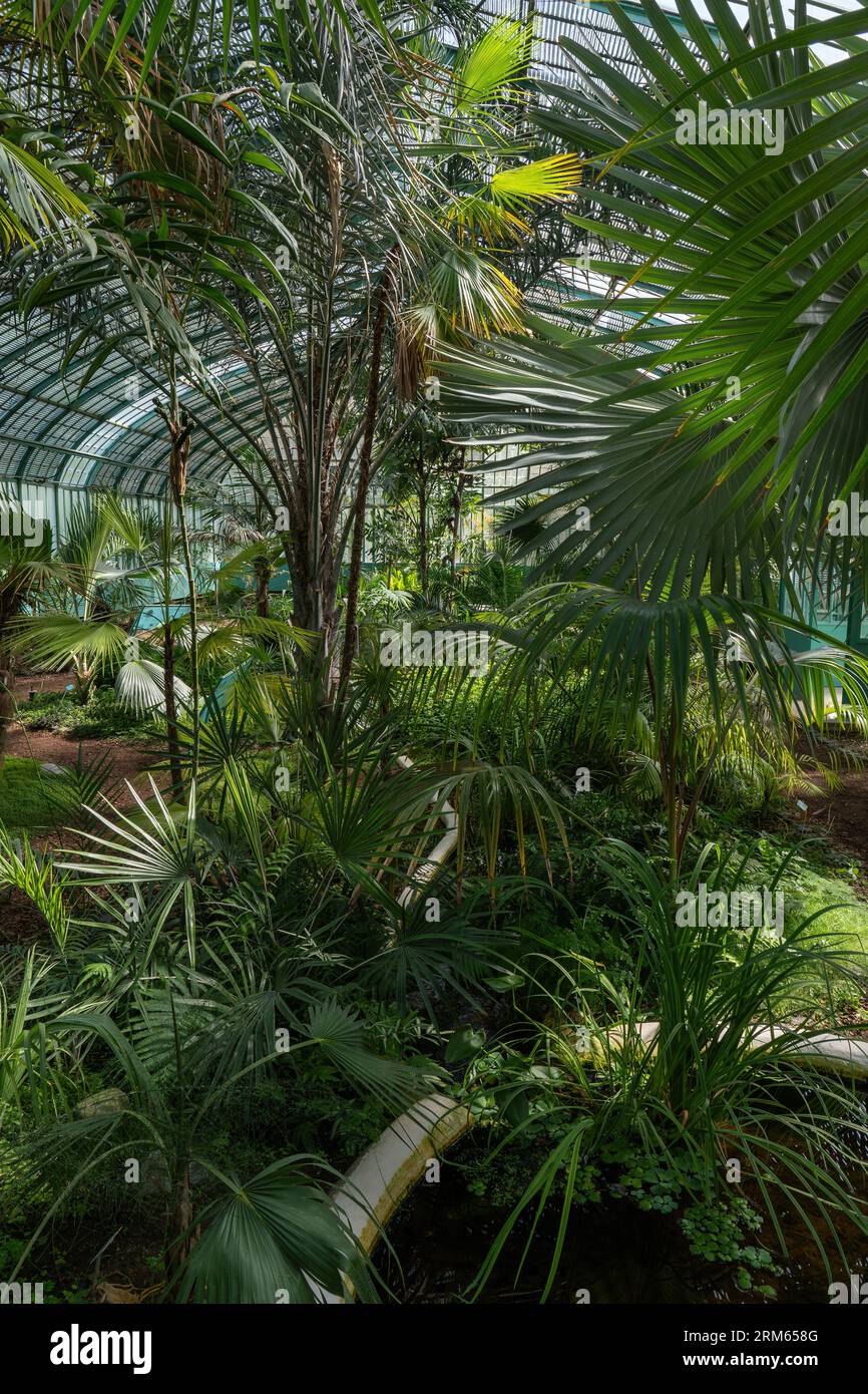 Plantes tropicales dans une serre au jardin des Serres d'Auteuil en été. Ce gaden botanique est un parc public situé à Paris, en France Banque D'Images