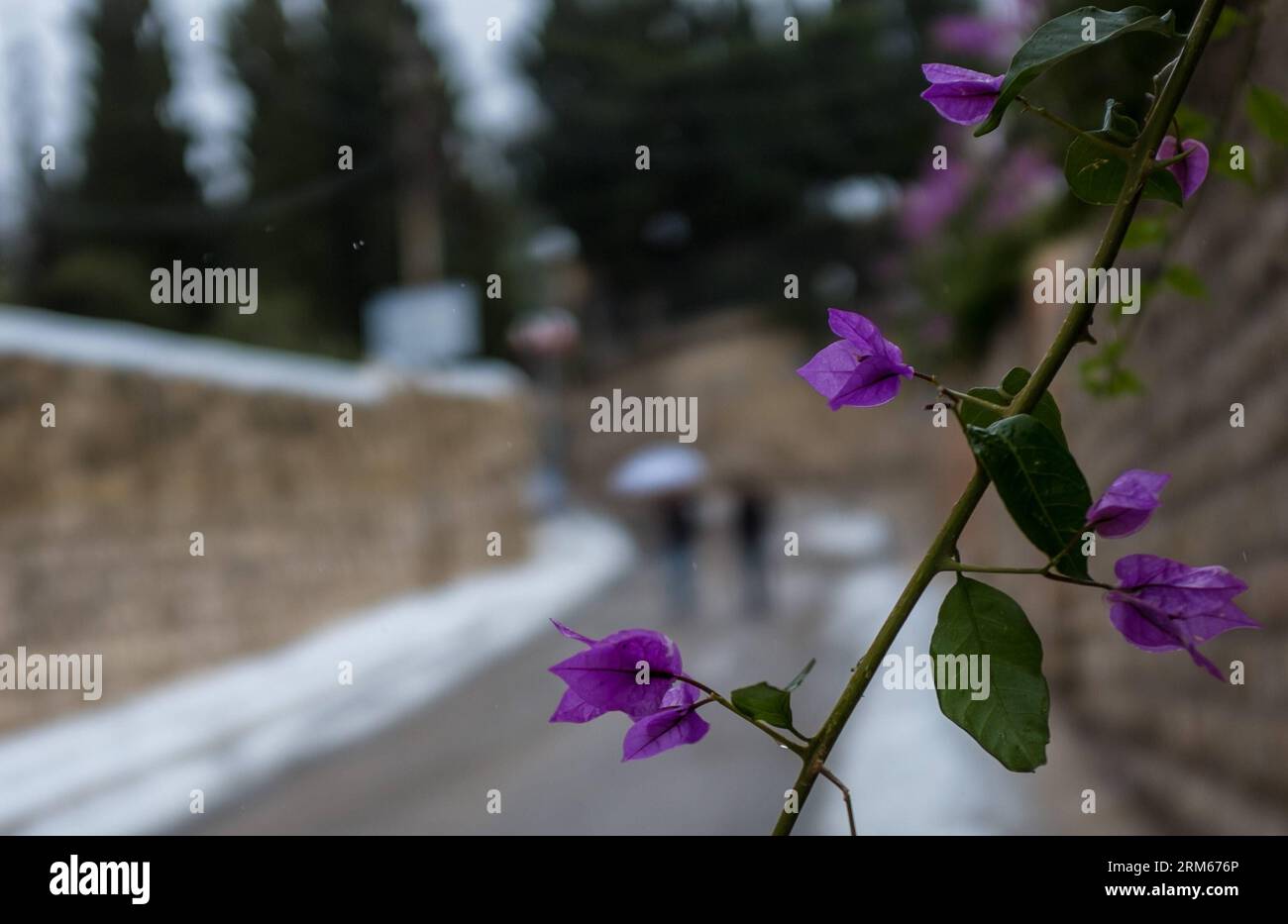Bildnummer : 60831582 Datum : 14.12.2013 Copyright : imago/Xinhua la photo prise le 14 décembre 2013 montre un paysage enneigé à Jérusalem. Le temps de neige a continué ici samedi. Les météorologues prévoient qu'il durera au moins jusqu'à dimanche. (Xinhua/Li Rui) MIDEAST-JERUSALEM-SNOW STORM PUBLICATIONxNOTxINxCHN Gesellschaft Wetter Winter Jahreszeit Kälte Schnee Israel xdp x0x 2013 quer Banque D'Images
