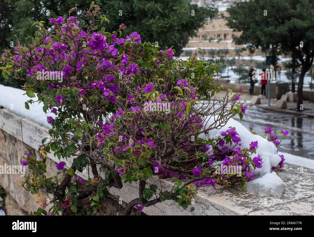 Bildnummer : 60831577 Datum : 14.12.2013 Copyright : imago/Xinhua la photo prise le 14 décembre 2013 montre un paysage enneigé à Jérusalem. Le temps de neige a continué ici samedi. Les météorologues prévoient qu'il durera au moins jusqu'à dimanche. (Xinhua/Li Rui) MIDEAST-JERUSALEM-SNOW STORM PUBLICATIONxNOTxINxCHN Gesellschaft Wetter Winter Jahreszeit Kälte Schnee Israel xdp x0x 2013 quer Banque D'Images
