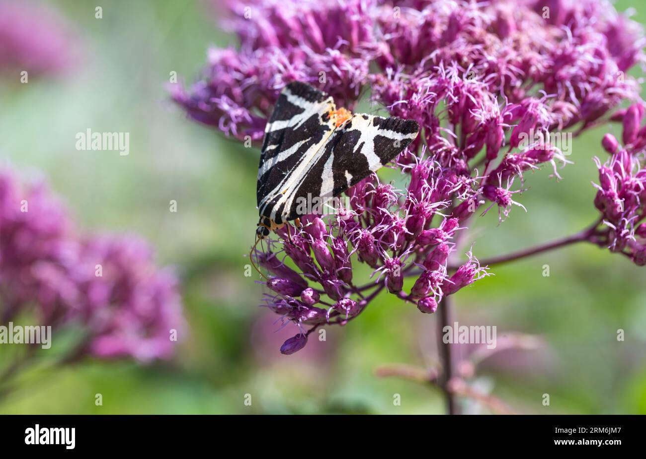 Jersey Tiger Moth Euplagia quadripunctaria recherche de nourriture au Langdon Hills nature Discovery Centre, Essex, Grande-Bretagne. Banque D'Images