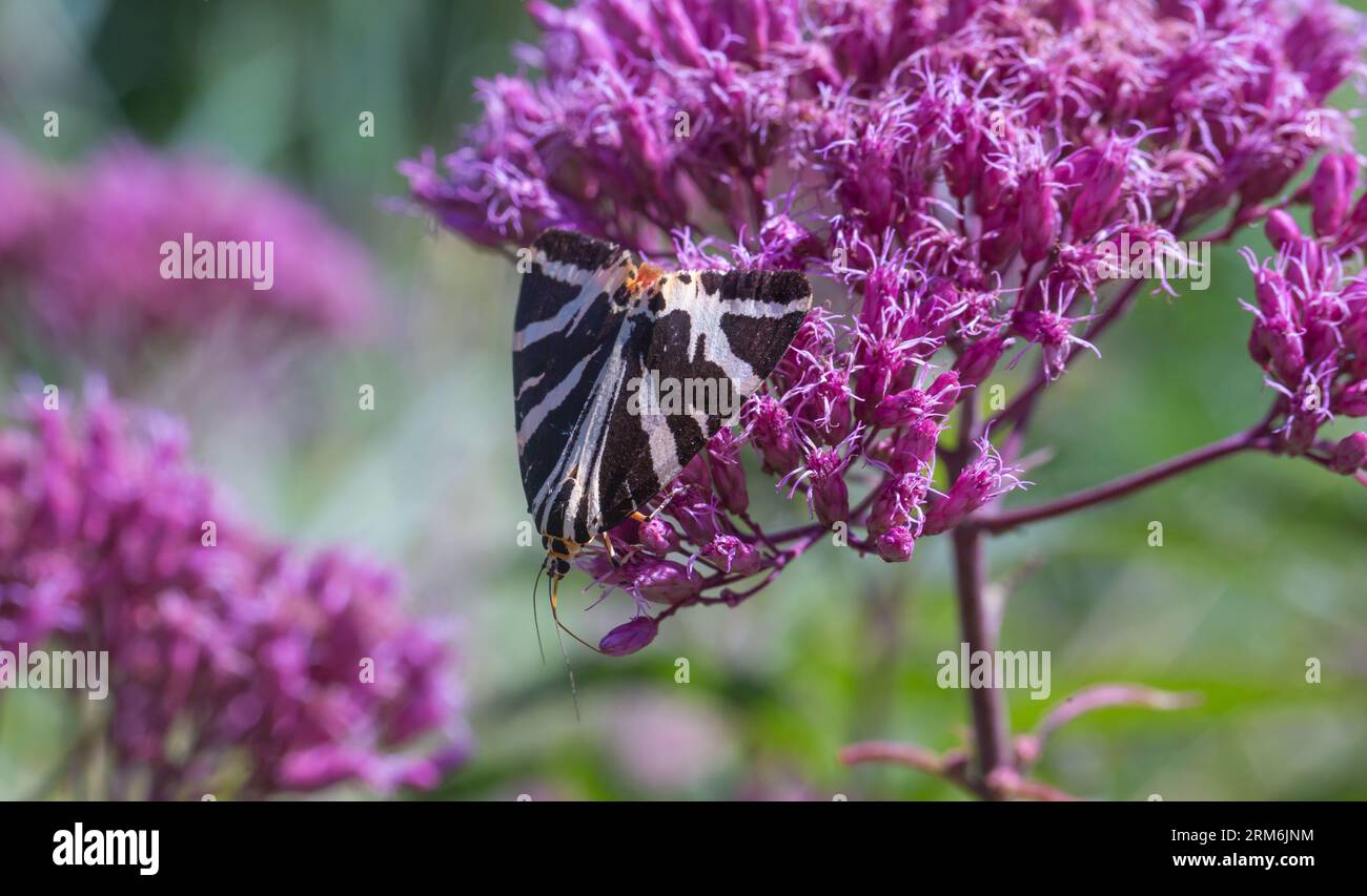 Jersey Tiger Moth Euplagia quadripunctaria recherche de nourriture au Langdon Hills nature Discovery Centre, Essex, Grande-Bretagne. Banque D'Images