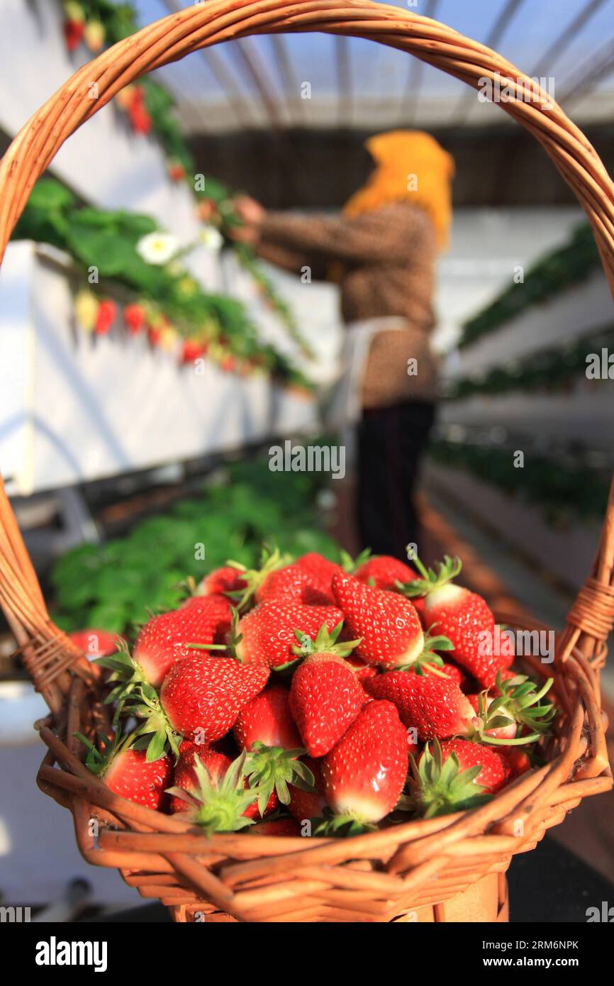 (140123) -- QINGDAO, 23 janv. 2014 (Xinhua) -- Un agriculteur cueille des fraises dans une serre de la ville de Jimo, dans la province du Shandong de l est de la Chine, 23 janvier 2014. Les producteurs de fraises locaux ont utilisé une méthode de plantation multicouche pour gagner deux fois plus de fraises que d'habitude. (Xinhua/Liang Xiaopeng) (zkr) CHINE-QINGDAO-PLANTATION DE FRAISES (CN) PUBLICATIONxNOTxINxCHN Qingdao Jan 23 2014 XINHUA un agriculteur prend des fraises dans une serre dans la ville est Chine S Shan Dong province Jan 23 2014 les producteurs locaux de fraises ont utilisé la méthode de plantation multi-couches pour gagner deux fois plus de fraises que d'HABITUDE XINHUA Lia Banque D'Images