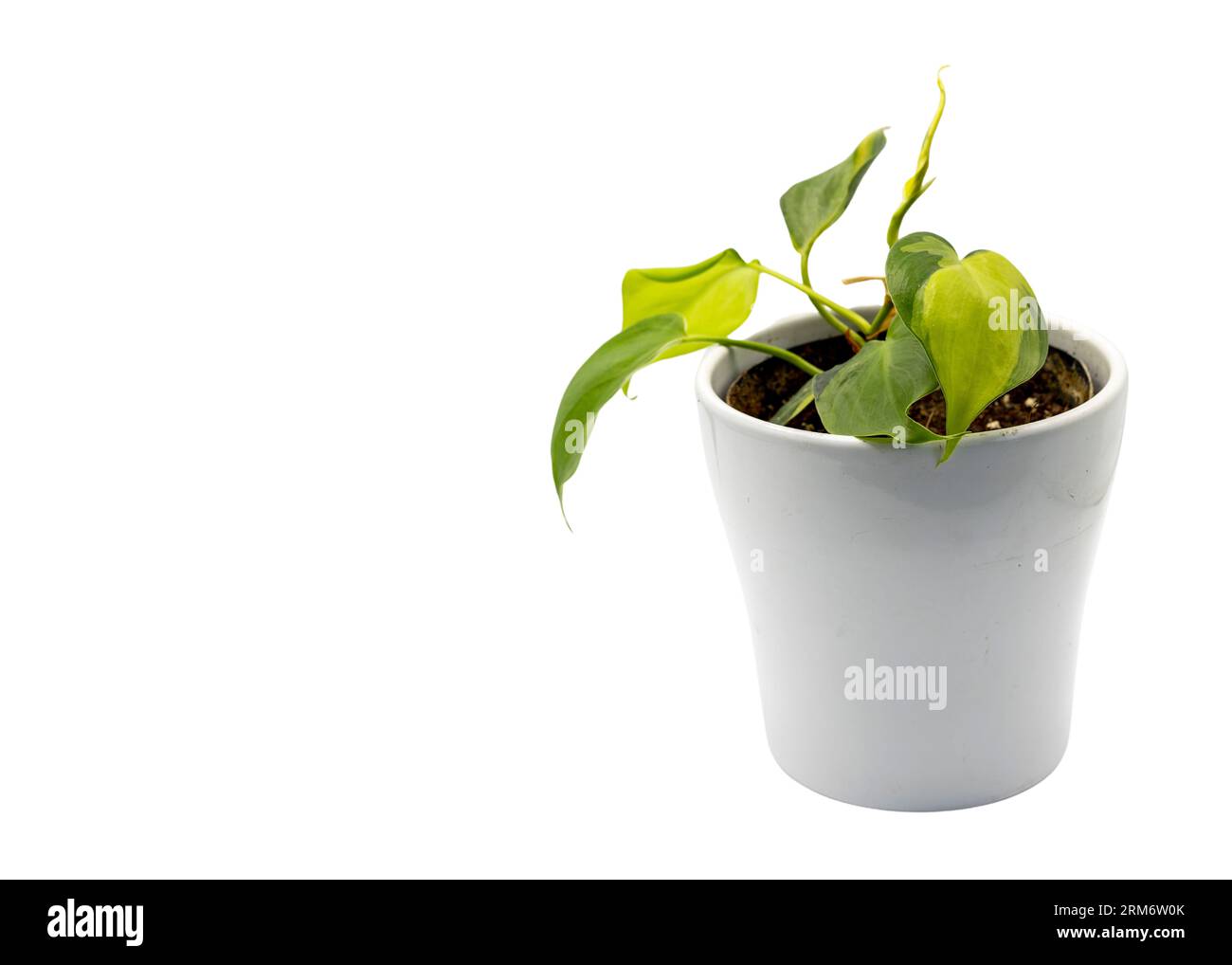 Philodendron Brésil forme de coeur laisse la plante dans un pot en céramique blanche avec espace de copie. Banque D'Images