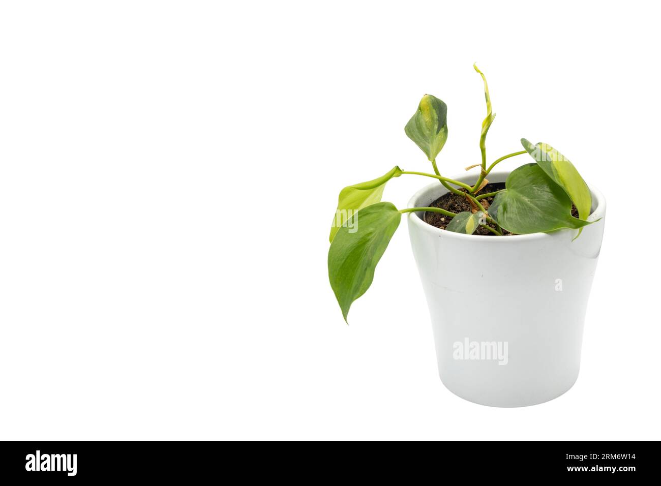 Philodendron Brasil plante exotique d'intérieur dans un pot sur fond isolé blanc Banque D'Images
