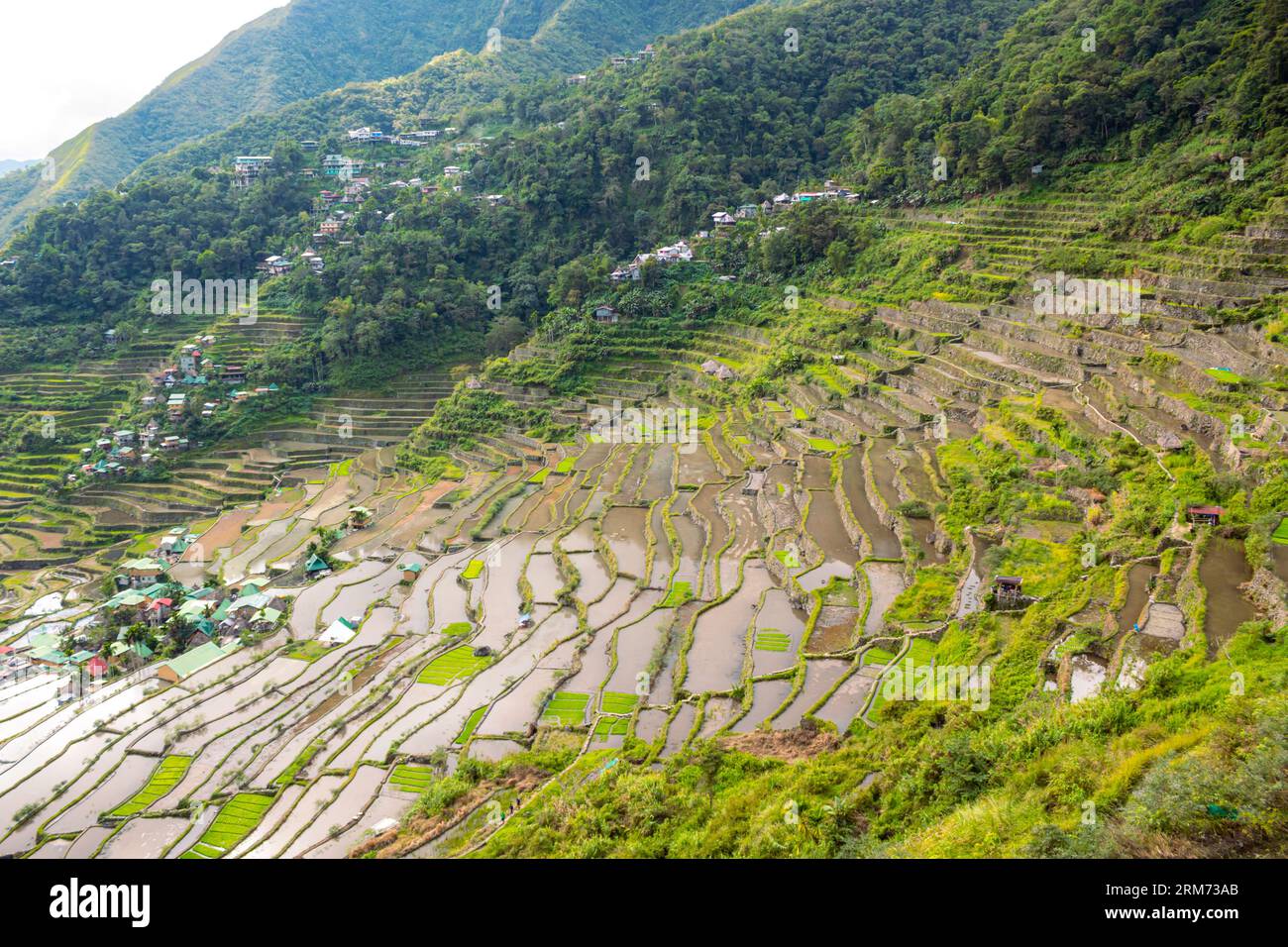 Image de fond panoramique des rizières en terrasses d'Ifugao descendant la montagne dans le village de Batad, Philippines Banque D'Images