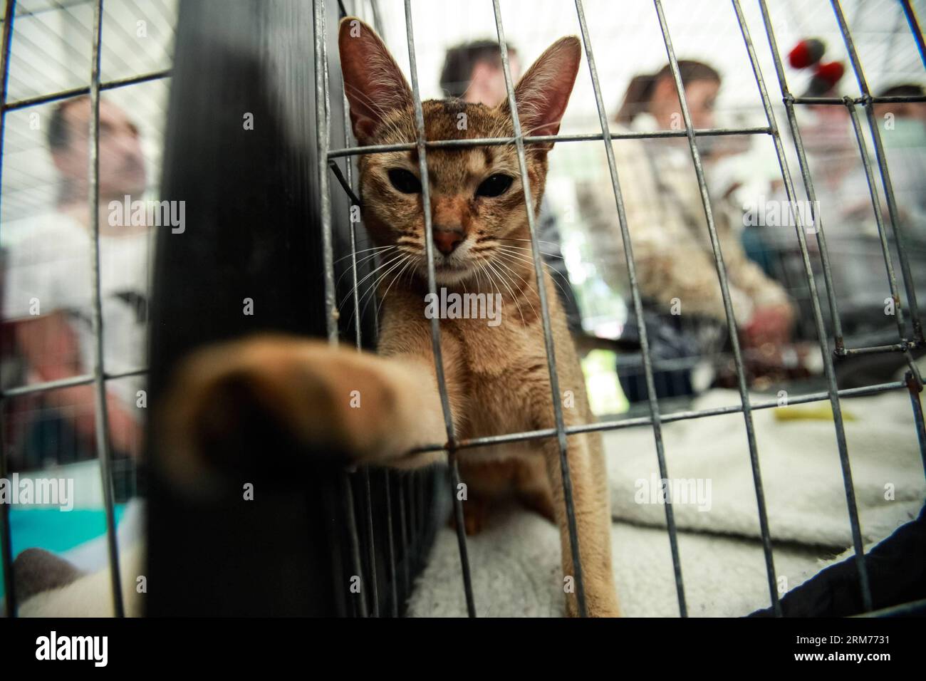 Un chat abyssinien joue lors de l'exposition internationale féline, à Bogota, capitale de la Colombie, le 16 février 2014. Environ 100 races de chats ont été présentées lors de l'exposition internationale féline qui s'est tenue à Bogota. (Xinhua/Jhon Paz) (fnc) (ah) COLOMBIA-BOGOTA-SOCIETY-EXHIBITION PUBLICATIONxNOTxINxCHN au chat abyssinien JOUE lors de l'exposition internationale féline à Bogota capitale de la Colombie LE 16 2014 février environ 100 races de chats ont été présentées lors de l'exposition internationale féline Hero à Bogota XINHUA Jhon Paz FNC AH Colombia Society PUBLICATIONxNOxNOxNOxNOxN Banque D'Images