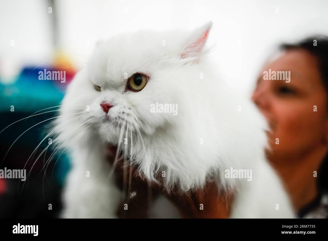 Un chat persan est exposé lors de l'exposition internationale féline, à Bogota, capitale de la Colombie, le 16 février 2014. Environ 100 races de chats ont été présentées lors de l'exposition internationale féline qui s'est tenue à Bogota. (Xinhua/Jhon Paz) (fnc) (ah) COLOMBIA-BOGOTA-SOCIETY-EXHIBITION PUBLICATIONxNOTxINxCHN un chat persan EST exposé lors de l'exposition internationale féline à Bogota capitale de la Colombie LE 16 2014 février environ 100 races de chats ont été présentées lors de l'exposition internationale féline Hero à Bogota XINHUA Jhon Paz FNC AH Colombia Bogota Banque D'Images