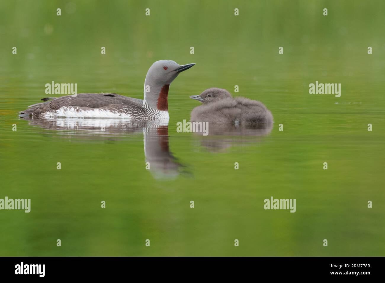 Plongeur à gorge rouge avec poussin, huard à gorge rouge, piscine avec reflets Banque D'Images