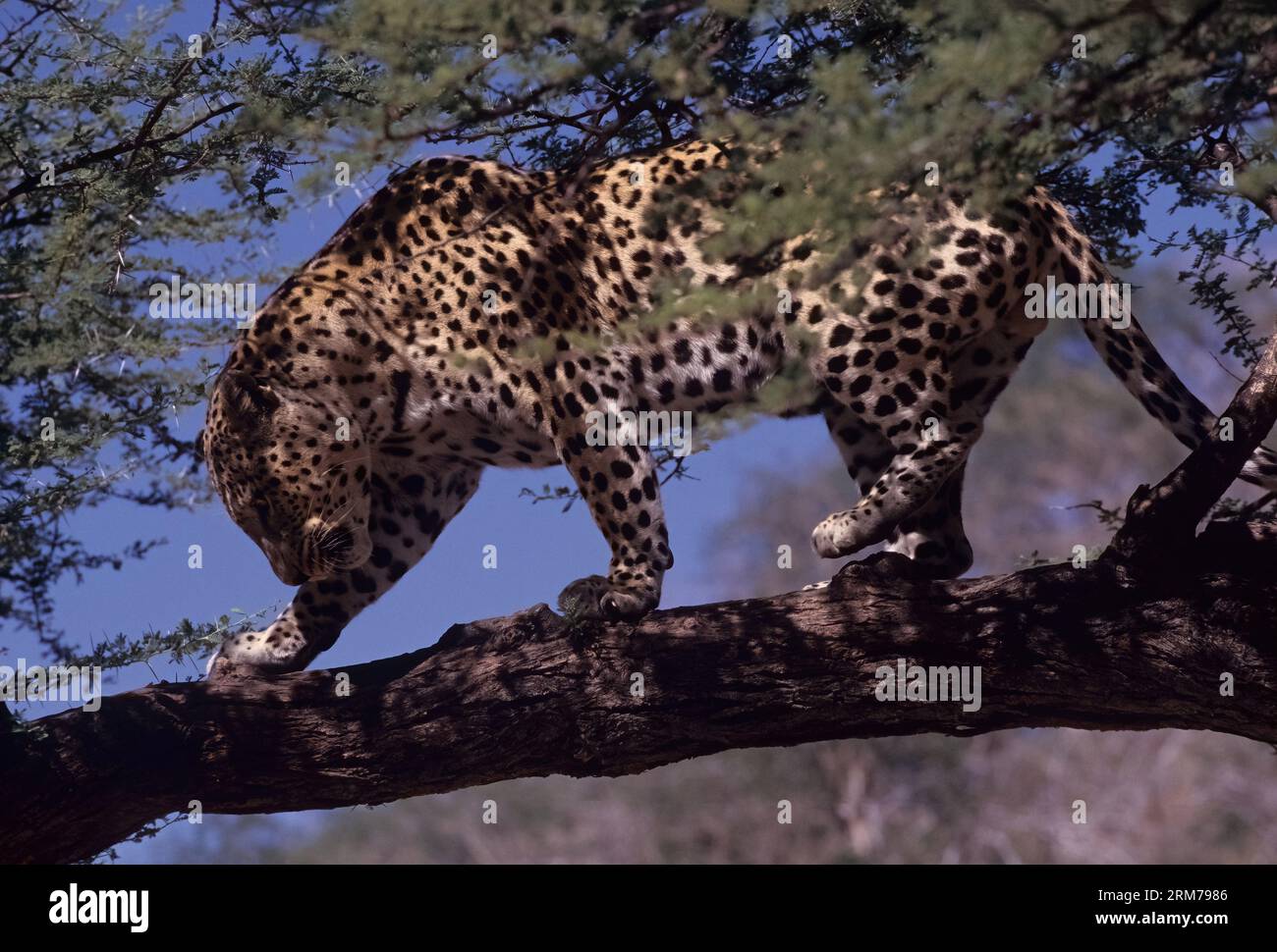 Le léopard d'Afrique (Panthera pardus pardus) est la sous-espèce nominale du léopard, originaire de nombreux pays d'Afrique. Banque D'Images