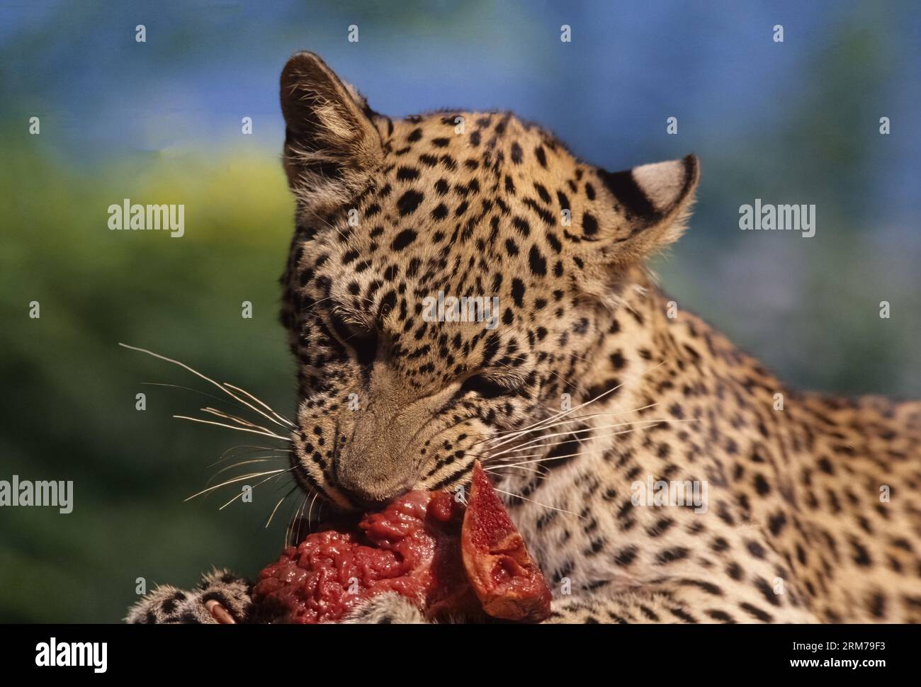 Le léopard d'Afrique (Panthera pardus pardus) est la sous-espèce nominale du léopard, originaire de nombreux pays d'Afrique. Banque D'Images