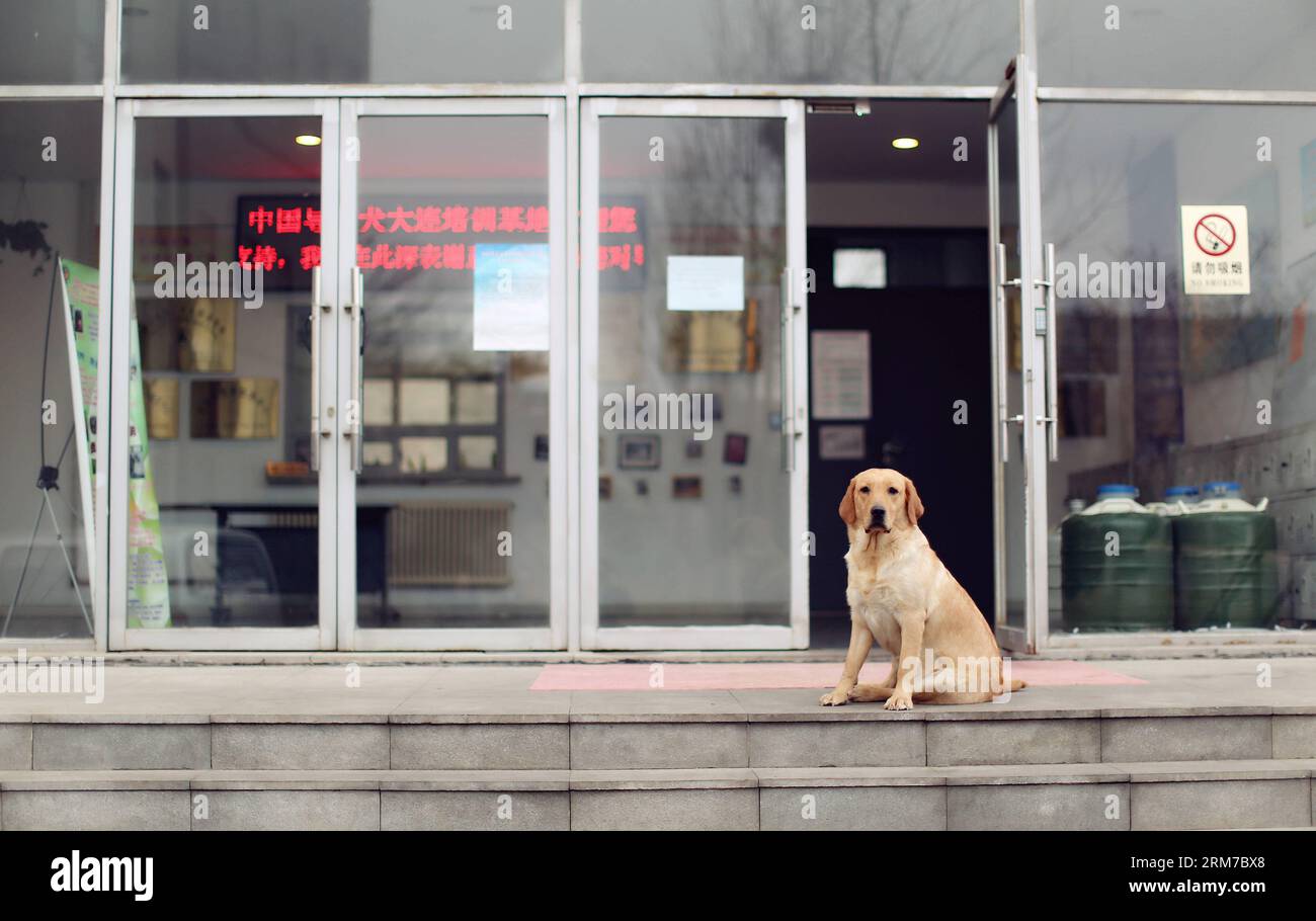 Dog Nighty est assis devant le centre de formation à Dalian, dans la province du Liaoning, au nord-est de la Chine, le 22 février 2014. Le China Guide Dog Training Center, fondé en mai 2005, est la première institution de formation de chien-voyeur à but non lucratif de Chine. Soixante-sept chiens sont diplômés du centre et ont travaillé pour les aveugles. Cinquante-quatre chiens reçoivent une formation de 22 membres du personnel et 35 autres chiots sont élevés ici. La formation de chien de vue est un système chronophage et coûteux, donc l'organisation à but non lucratif est aux prises avec des difficultés. Beaucoup de formateurs ont quitté leur emploi beca Banque D'Images