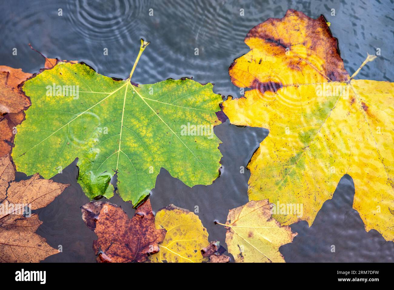 Feuilles d'automne dans une flaque d'eau avec des gouttes de pluie Banque D'Images