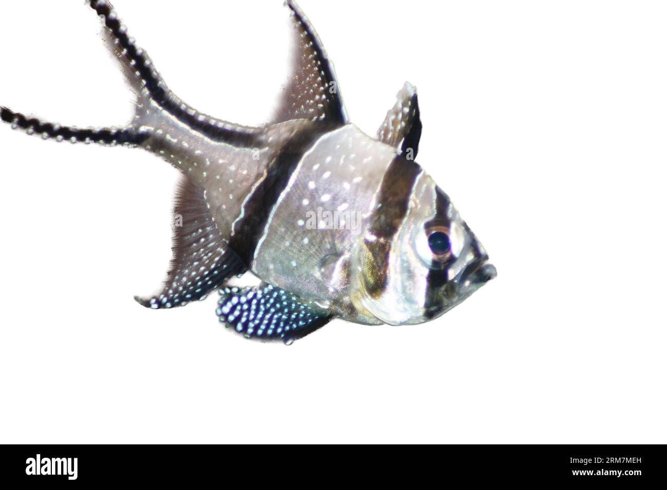 Un seul'apogon de Kaudern (Pterapogon kauderni) Banque D'Images