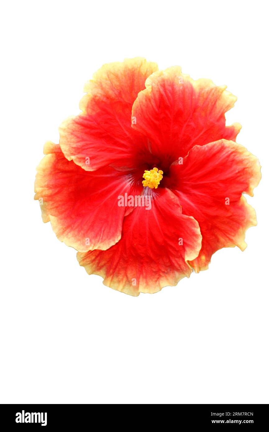 Une belle fleur d'hibiscus à fleurs rouges Banque D'Images
