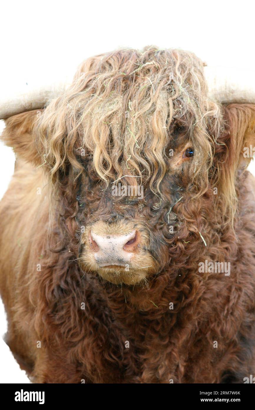 Un mâle Scottish Highland cattle à partir de l'avant Banque D'Images