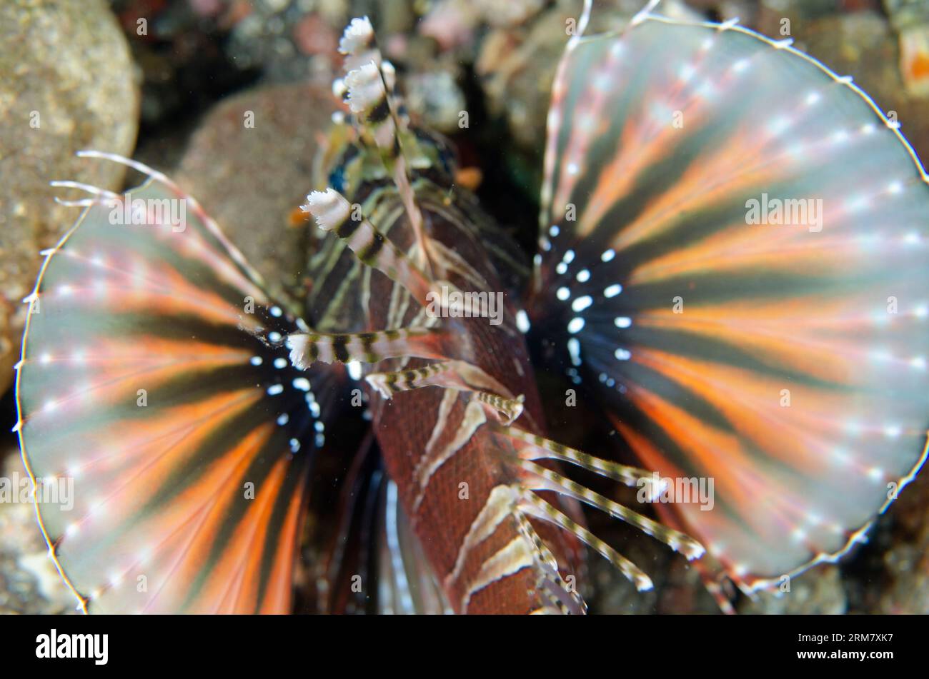 Zebra Lionfish, Dendrochirus Zebra, avec nageoires pectorales étendues, site de plongée Sedam, Seraya, Karangasem, Bali, Indonésie Banque D'Images