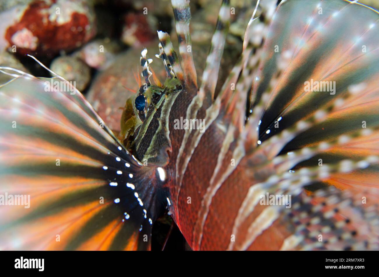 Zebra Lionfish, Dendrochirus Zebra, avec nageoires pectorales étendues, site de plongée Sedam, Seraya, Karangasem, Bali, Indonésie Banque D'Images