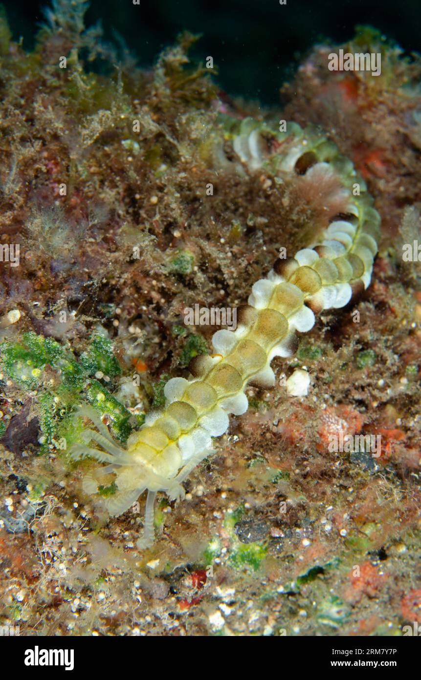 Lion's Paw Sea Cucumber Feeding, Euapta godefroyi, site de plongée Sedam, Seraya, Karangasem, Bali, Indonésie Banque D'Images