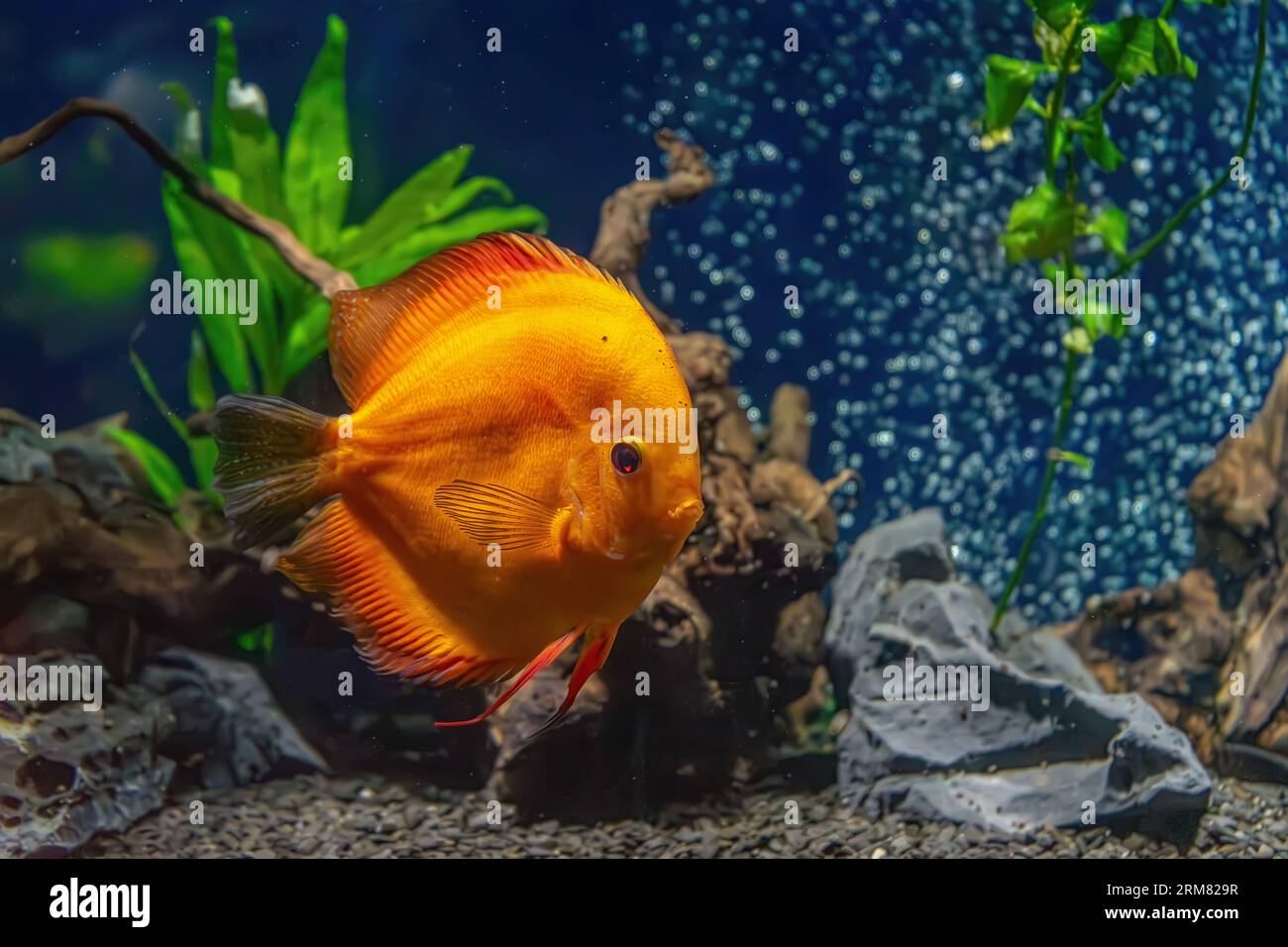 Magnifique poisson jaune vif dans l'aquarium, Symphysodon discus. Poissons tropicaux sur le fond des plantes aquatiques dans la piscine d'oceanarium Banque D'Images