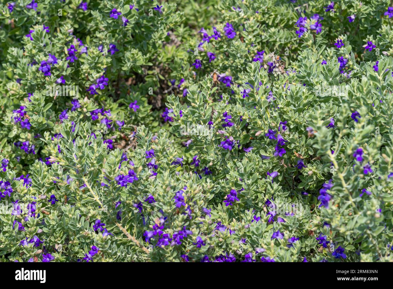 La plante Desert Pride (Eremophila mackinlayi), est une plante à fleurs de la famille des crophulariaceae et est endémique de l'Australie occidentale Banque D'Images