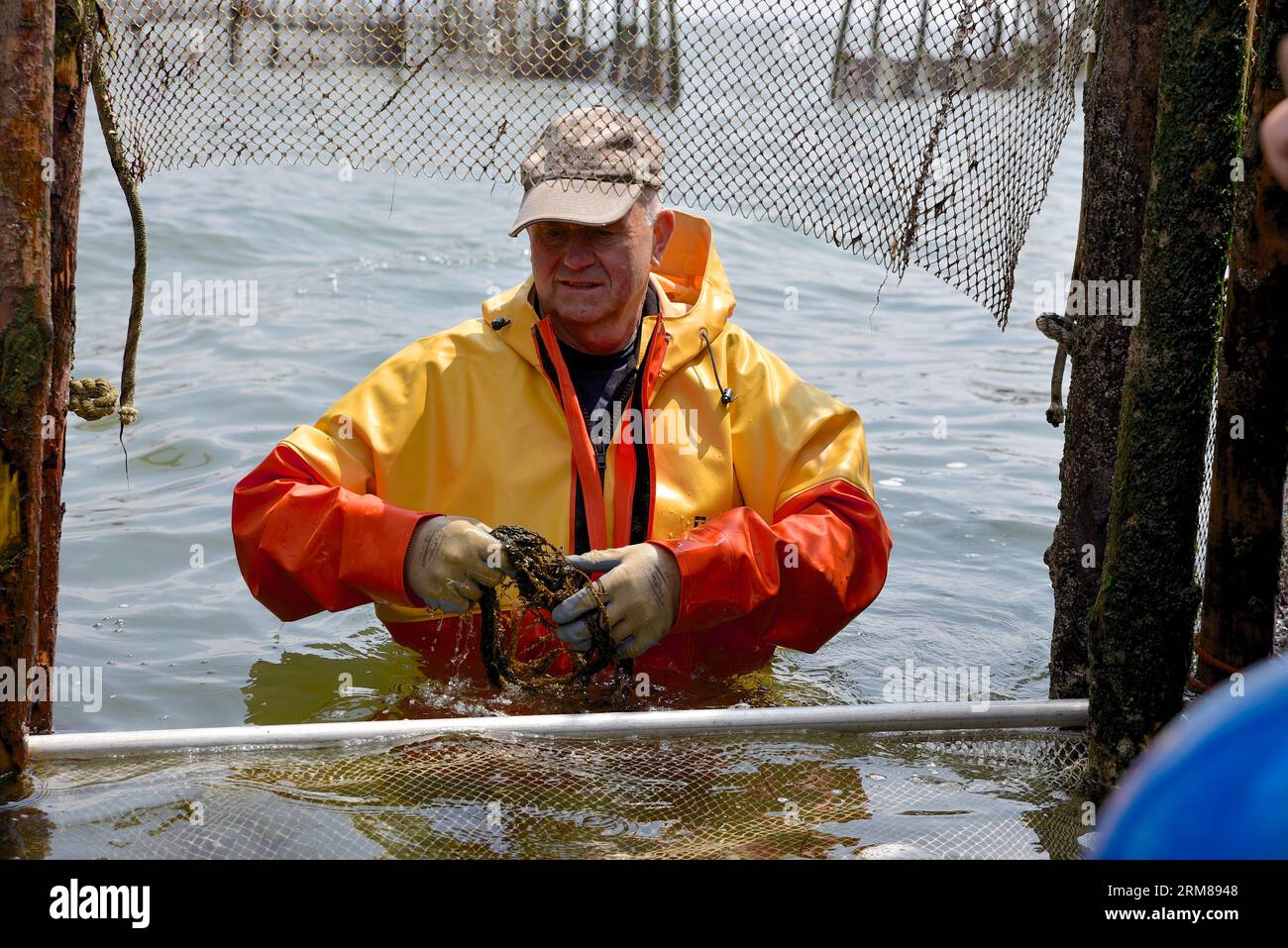 Les pêcheurs en échassiers se tiennent dans l'eau jusqu'à leur taille pour attraper des anchois de la manière traditionnelle Banque D'Images