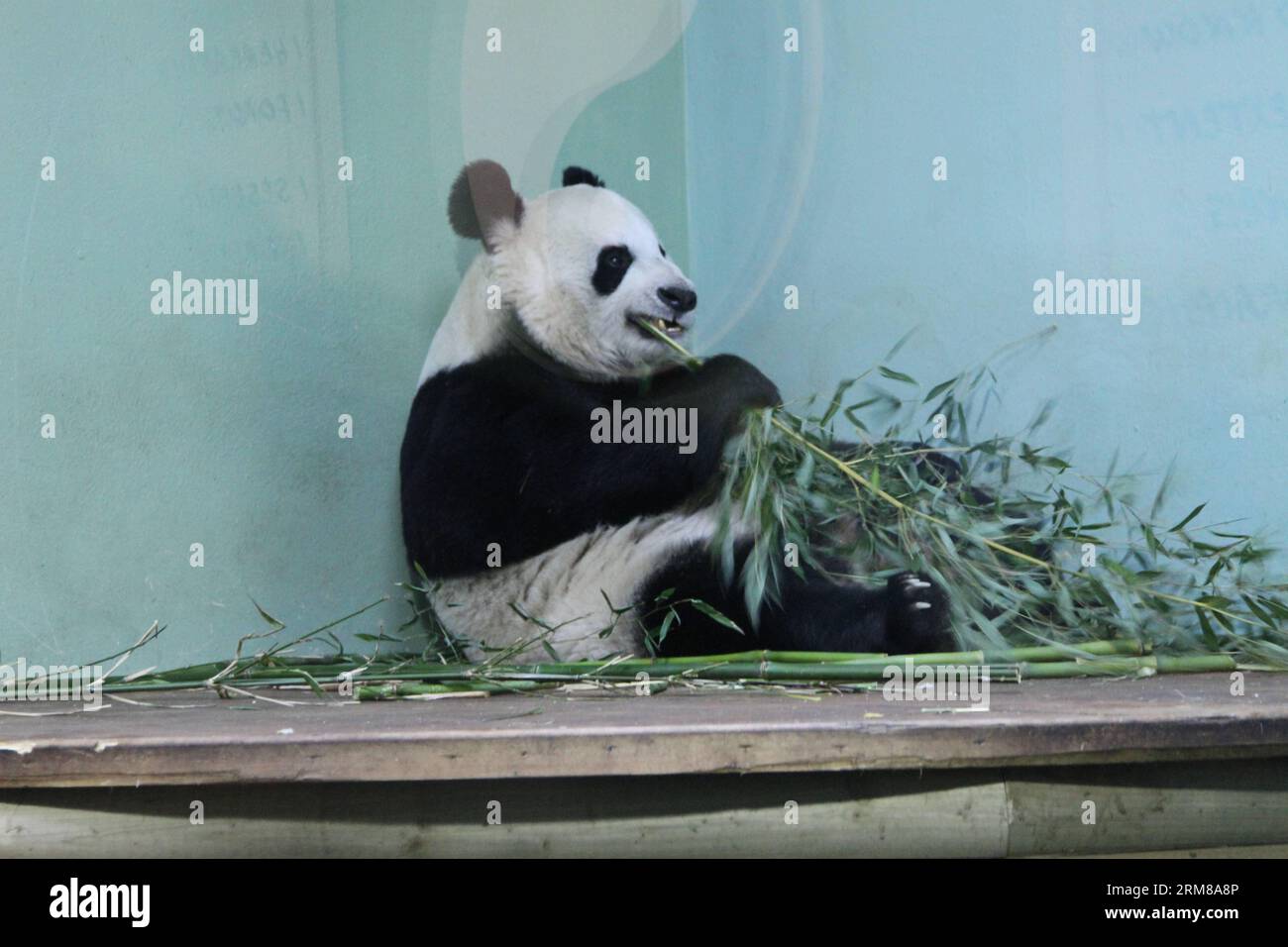 ÉDIMBOURG, le 4 avril 2014 - le panda Tian Tian joue au zoo d'Édimbourg en Écosse, en Grande-Bretagne, le 4 avril 2014. Des experts du zoo d'Édimbourg et de la Royal Zoological Society of Scotland ont commencé à contrôler quotidiennement le seul panda géant femelle Tian Tian et son partenaire mâle Yang Guang, à l'approche de leur saison d'accouplement. (Xinhua/Guo Chunju) (zhf) BRITAIN-EDINBURGH-ZOO-PANDA PUBLICATIONxNOTxINxCHN Édimbourg avril 4 2014 Femme Panda Tian Tian JOUE AU zoo d'Édimbourg en Écosse Grande-Bretagne avril 4 2014 des experts du zoo d'Édimbourg et de la Royal Zoological Society of Scotland ont commencé à vérifier quotidiennement les Oops of Brit Banque D'Images