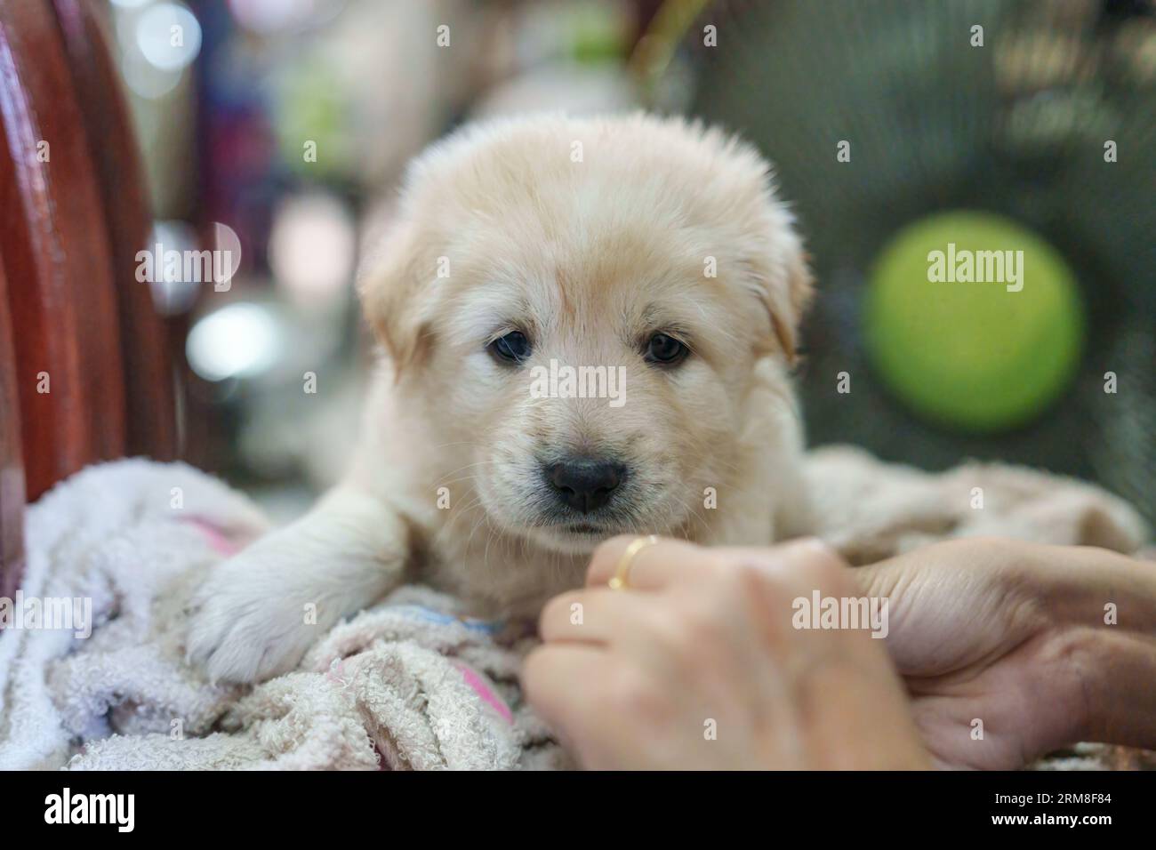 Chien chiot moelleux blanc frotter le corps séchage après le bain Banque D'Images