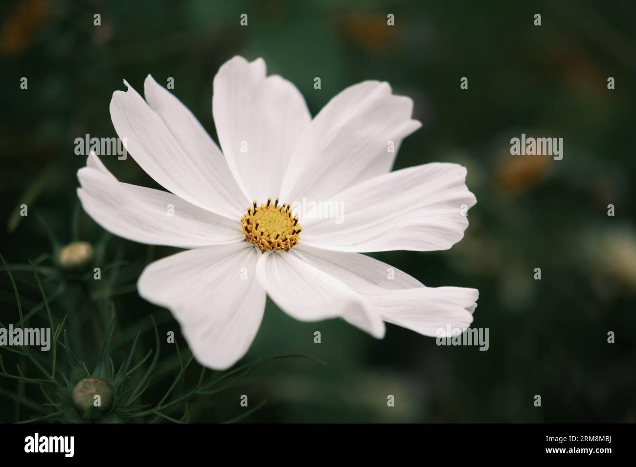 Gros plan d'une fleur de cosmos blanc, Cosmos Bipinnatus 'Sonata White' Banque D'Images
