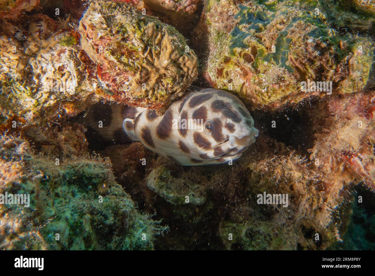 Tiger Snake anguille dans la mer Rouge et de belles couleurs, Eilat, Israël Banque D'Images
