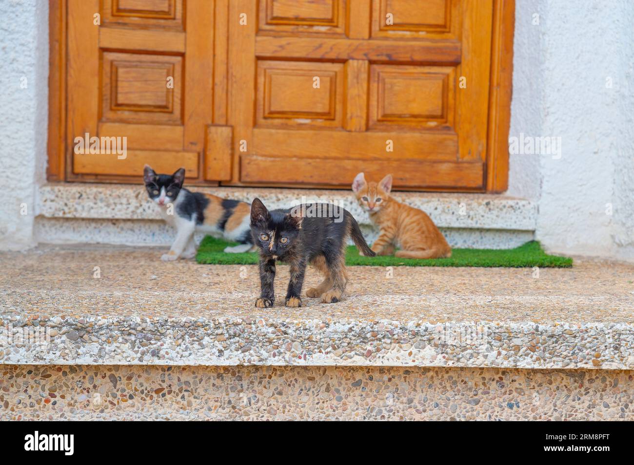 Trois chatons. Banque D'Images