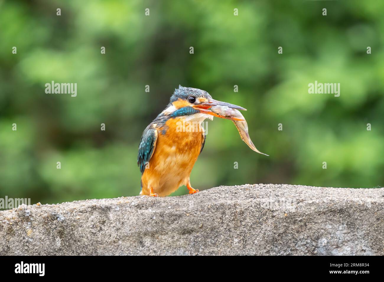 Gros plan d'un martin-pêcheur bleu mangeant un poisson assis sur une pierre pendant le temps de printemps sur une journée ensoleillée Banque D'Images