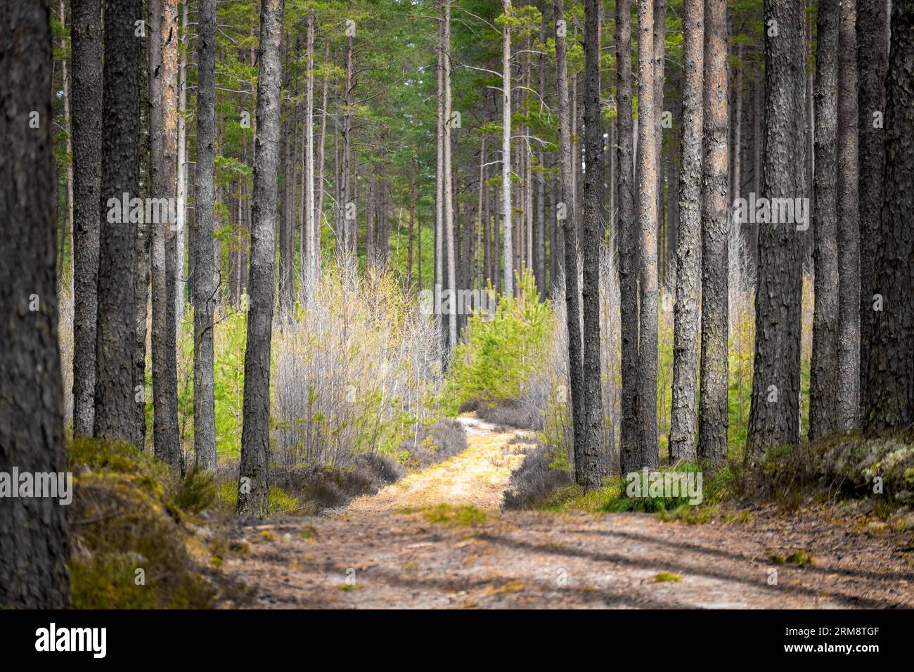 Sapins à lanière de chemin de mousse verte Banque D'Images
