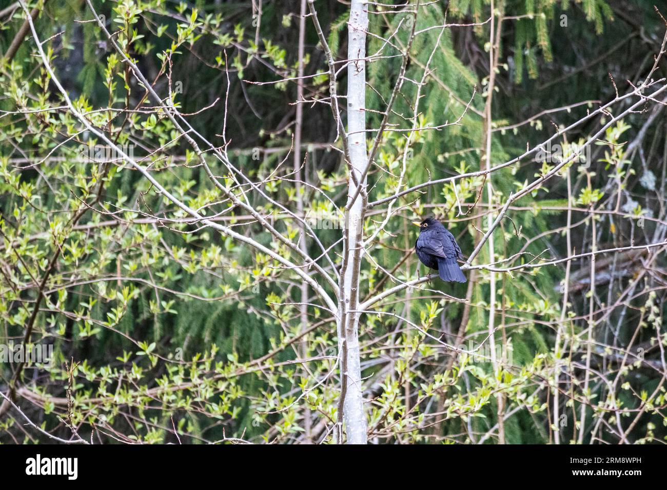 Oiseau noir sur un buisson Banque D'Images