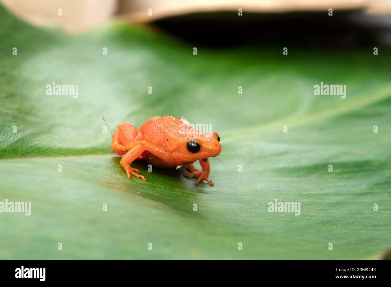 mantella dorée sur les feuilles à Madagascar. Mantella aurantiaca est assise par terre dans la forêt. Petite grenouille orange aux yeux noirs. Banque D'Images mantella dorée sur les feuilles à Madagascar. Mantella aurantiaca est assise par terre dans la forêt. Petite grenouille orange aux yeux noirs. Banque D'Images