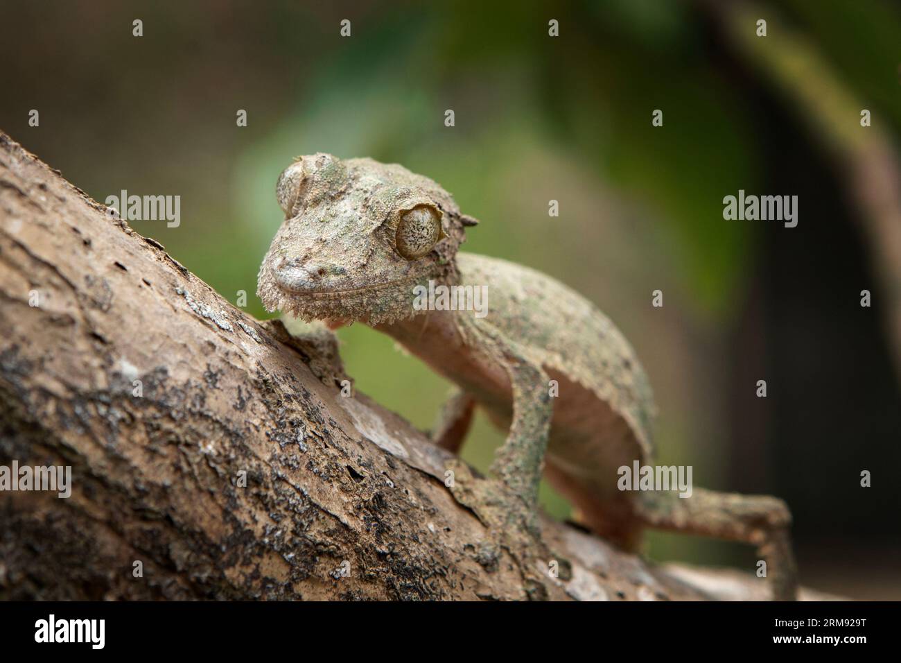 Uroplatus sikorae sur le tronc des arbres à Madagascar. Le gecko à queue de feuille mousseline se cache dans la forêt. Gecko avec camouflage parfait Banque D'Images