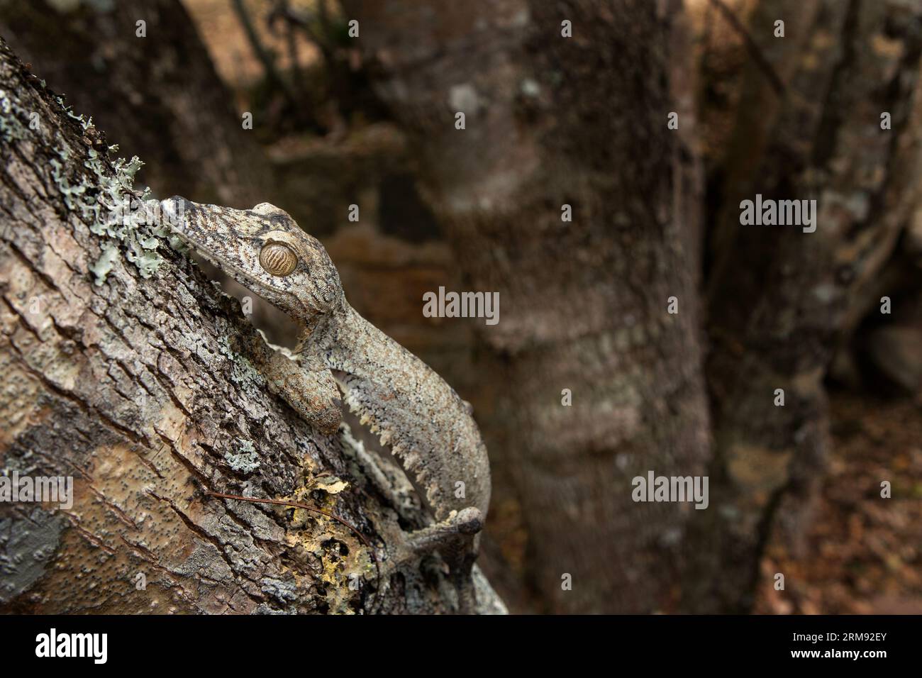 Gecko à queue plate commune sur le tronc d'arbre à Madagascar. Uroplatus fimbriatus se cache dans la forêt. Gecko avec camouflage parfait Banque D'Images Gecko à queue plate commune sur le tronc d'arbre à Madagascar. Uroplatus fimbriatus se cache dans la forêt. Gecko avec camouflage parfait Banque D'Images