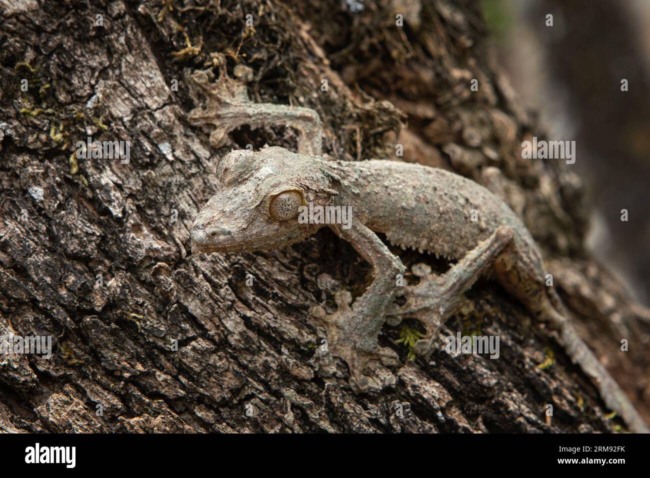Uroplatus sikorae sur le tronc des arbres à Madagascar. Le gecko à queue de feuille mousseline se cache dans la forêt. Gecko avec camouflage parfait Banque D'Images