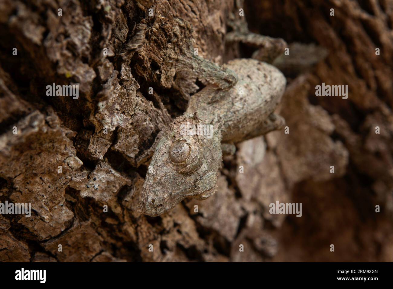 Uroplatus sikorae sur le tronc des arbres à Madagascar. Le gecko à queue de feuille mousseline se cache dans la forêt. Gecko avec camouflage parfait Banque D'Images
