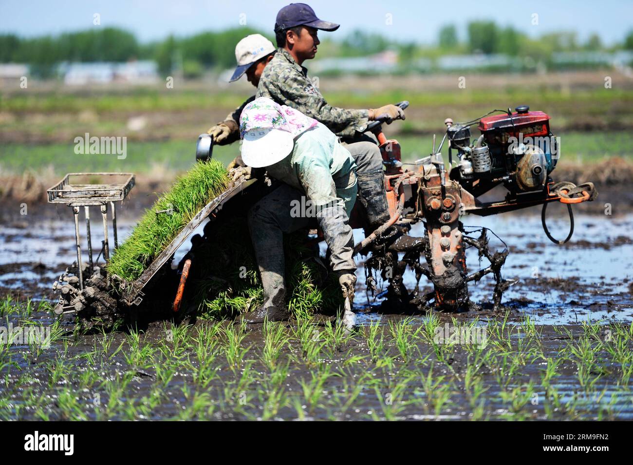 (140522) -- HARBIN, 22 mai 2014 (Xinhua) -- des villageois conduisent un planteur de riz alors qu'ils transplantent des plants de riz dans le village de Yufeng, dans le canton de Zhaoxing, dans le comté de Luobei, dans le nord-est de la province de Heilongjiang, le 19 mai 2014. Les agriculteurs des comtés de Luobei, Suibin et Tongjiang, qui ont souffert de graves inondations en 2013, sont occupés par le labourage printanier. (Xinhua/Wang Kai) (lfj) CHINA-HEILONGJIANG-FARMING (CN) PUBLICATIONxNOTxINxCHN Harbin Mai 22 2014 des villageois de XINHUA conduisent un planteur de riz alors qu'ils plantent des plants de riz dans le village de Yufeng de Zhaoxing Township dans le comté de Luobei Nord-est de la Chine S Heilongjia Banque D'Images