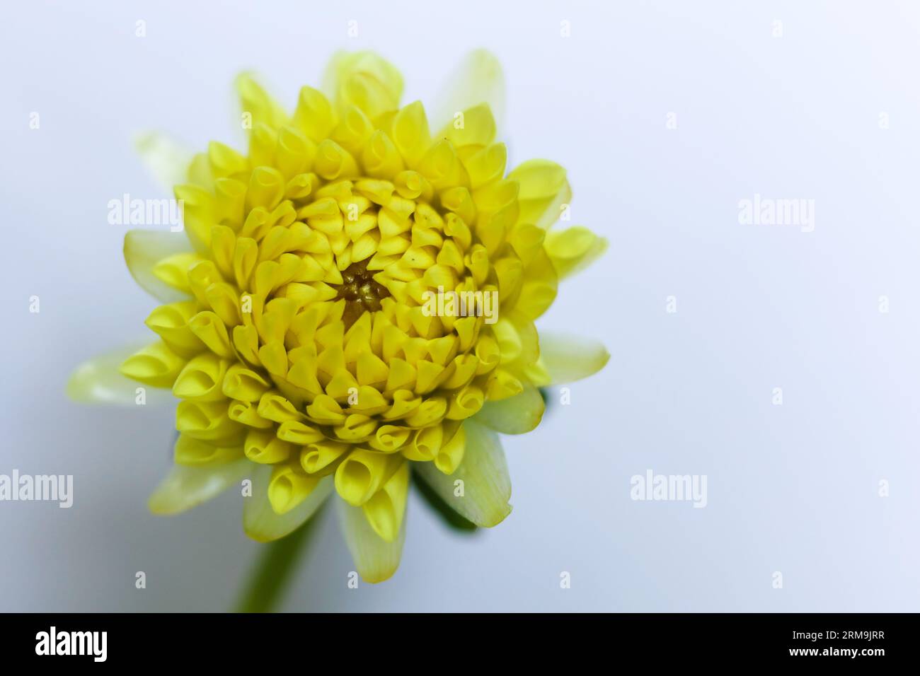 fleur de dahlia jaune vif unique sur un fond blanc Banque D'Images