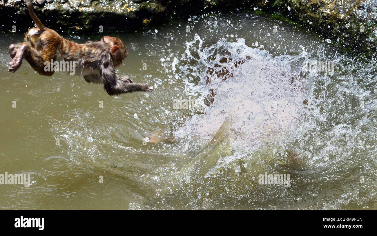 Un singe saute dans une piscine au zoo de Luoyang à Luoyang, dans la province du Henan au centre de la Chine, le 29 mai 2014. La température la plus élevée à Luoyang a atteint 38 degrés celsius. (Xinhua/Wang Song) (zc) CHINA-HENAN-HEAT-MONKEY (CN) PUBLICATIONxNOTxINxCHN un singe saute dans une piscine AU zoo de Luoyang à Luoyang Central China S Henan province mai 29 2014 la température la plus élevée à Luoyang a atteint 38 degrés Celsius XINHUA Wang Song China Henan Heat Monkey CN PUBLICATIONxNOTxINxCHN Banque D'Images