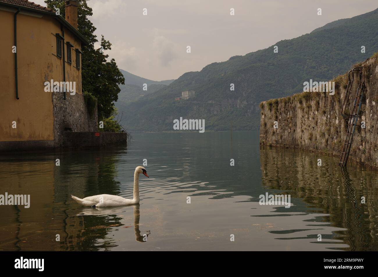 Cygne sur le lac Banque D'Images