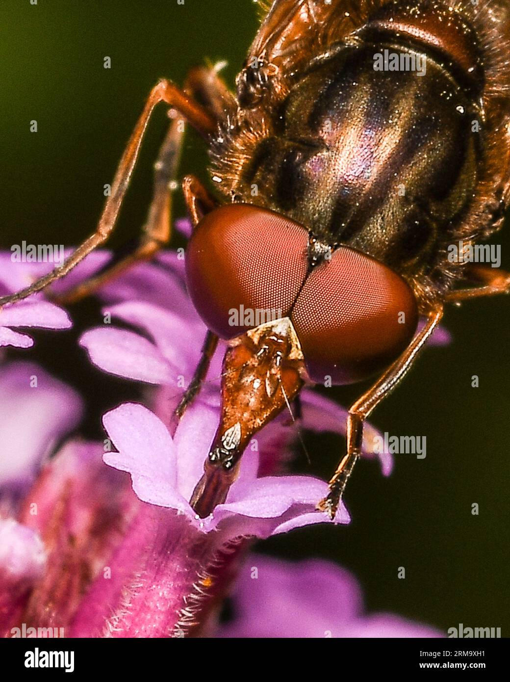 Hoverfly collecte le nectar de Verbena Banque D'Images