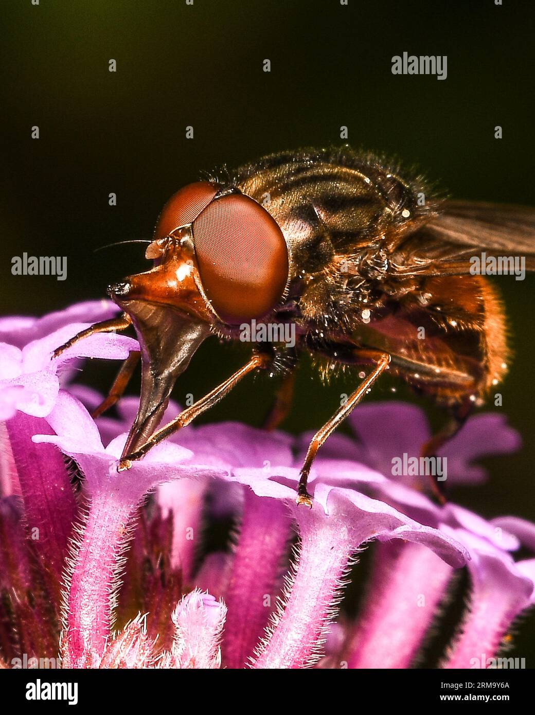 Hoverfly collecte le nectar de Verbena Banque D'Images