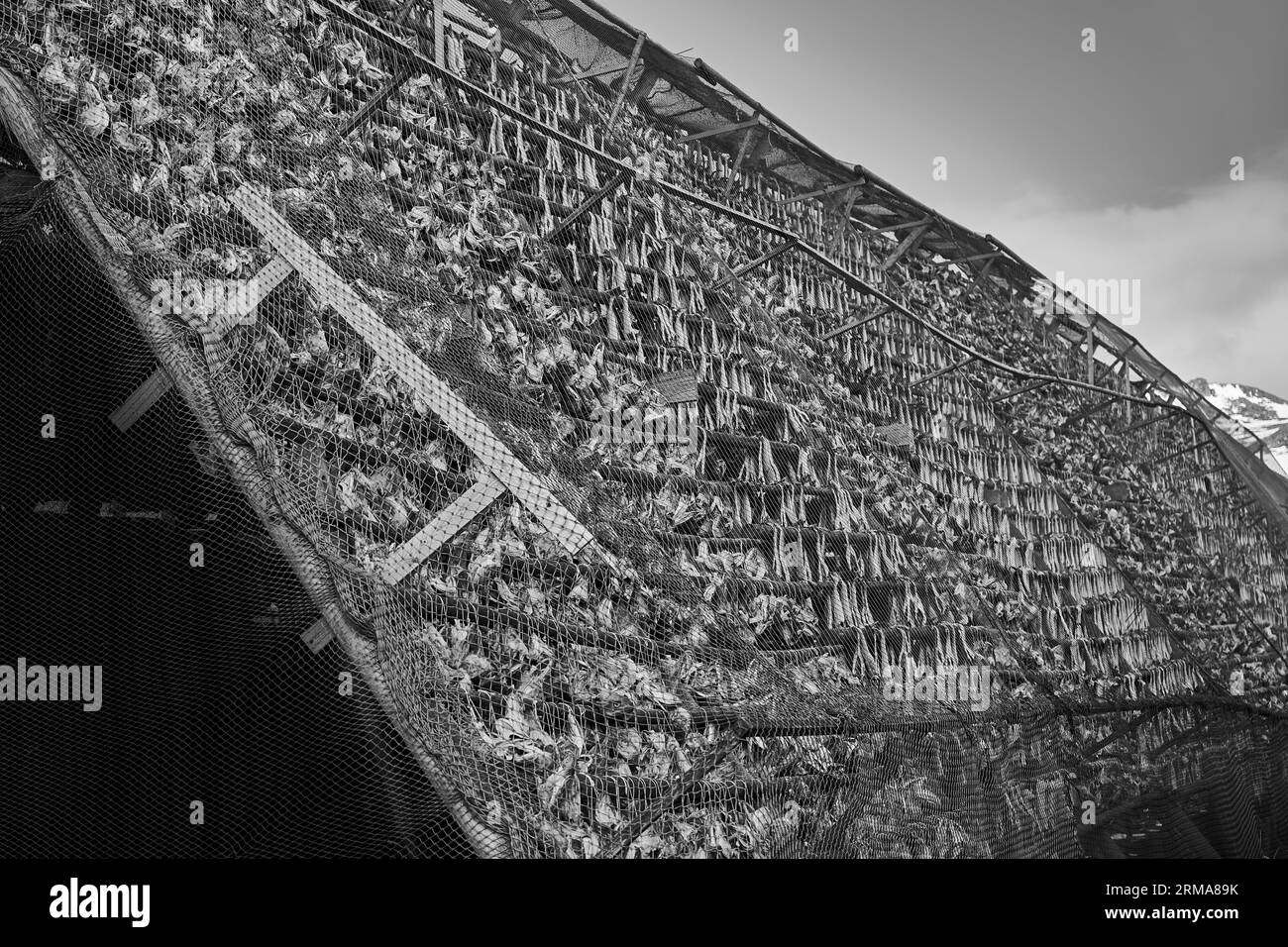 Photo en noir et blanc de la morue sèche sur Une paillette de séchage de poisson (Hjell) à la fin de l'hiver dans la petite ville de pêcheurs de Honningsvåg, dans l'Arctique Banque D'Images