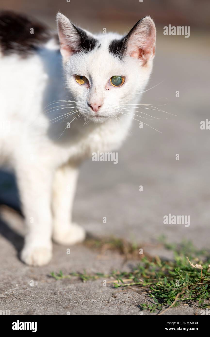 Gros plan d'un chat noir et blanc avec un œil aveugle Banque D'Images