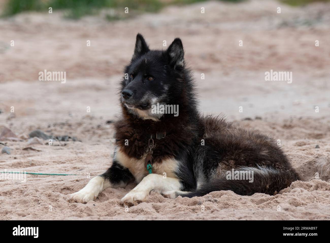 Nord-Ouest du Groenland, baie de Thule, Siroapaluk. La communauté la plus septentrionale du Groenland avec une population de seulement 45 personnes. Chien de traîneau typique du Groenland Banque D'Images