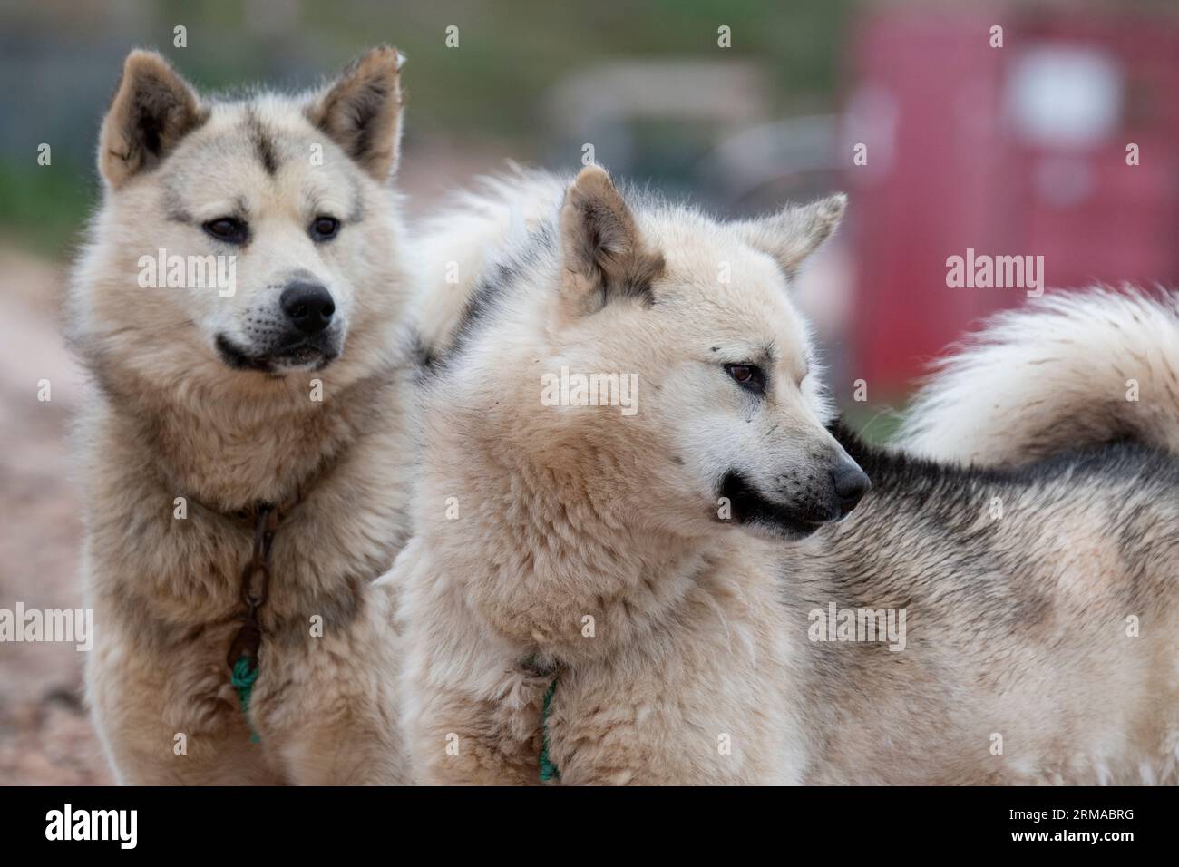 Nord-Ouest du Groenland, baie de Thule, Siroapaluk. La communauté la plus septentrionale du Groenland avec une population de seulement 45 personnes. Chien de traîneau typique du Groenland Banque D'Images