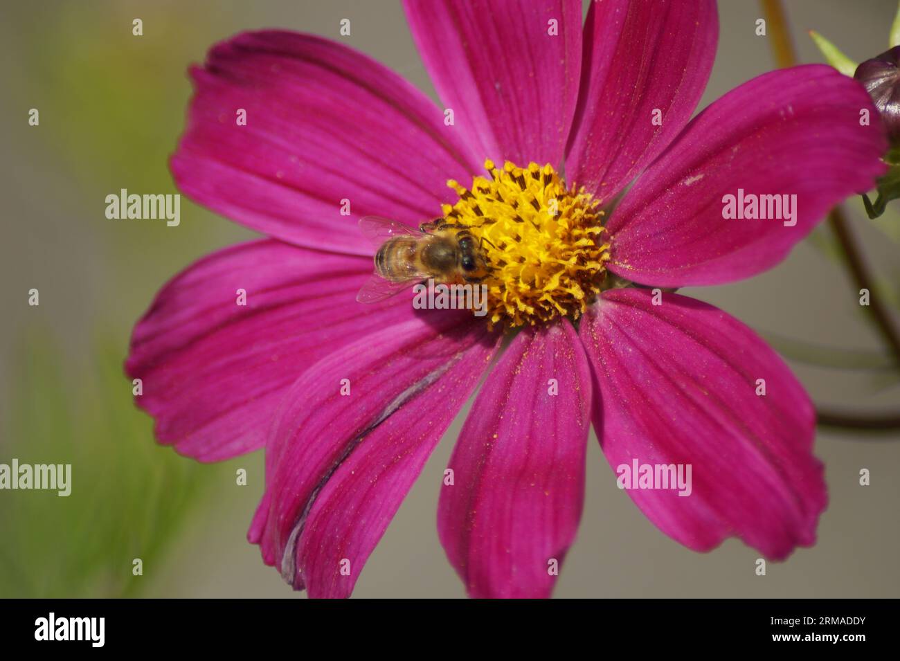 abeille de miel sur une fleur rouge du panier de bijoux de fleur Banque D'Images